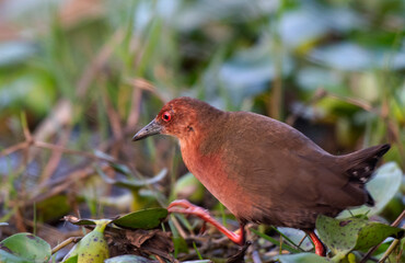 Crake