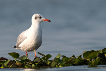 Brown-headed Gull