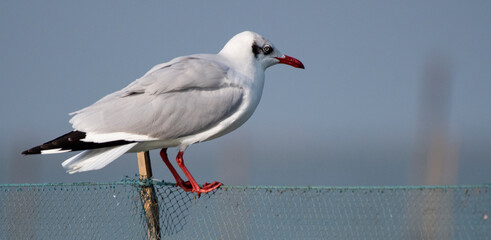 Brown headed Gull