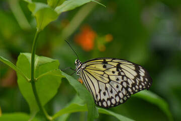 butterfly on a leaf
