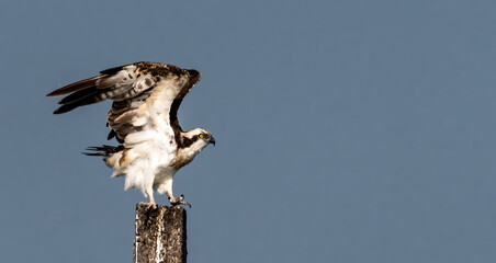 Osprey