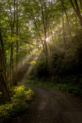 Sunburst and Fog Create Beautiful Light Shafts Over Balsam Mountain Road