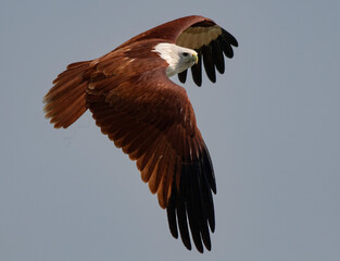 Brahminy kite