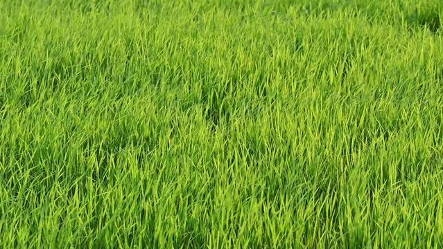 Rice field blowing in plantation at countryside