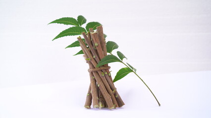 Medicinal neem twigs. Herbal neem leaves and branch over white background. Azadirachta indica - A branch of neem tree leaves. Natural Medicine.