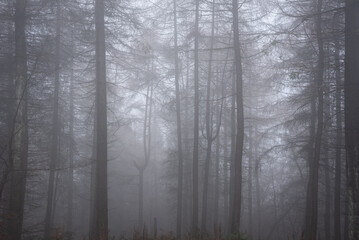Beautiful moody atmospheric foggy Autumn Fall landscape in woodland in English countryside