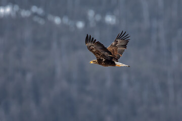 A Bald Eagle soars over the Lamar River in Yellowstone National Park looking for fish in early spring