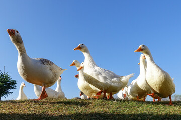 group of geese