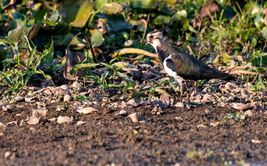 Northern Lapwing