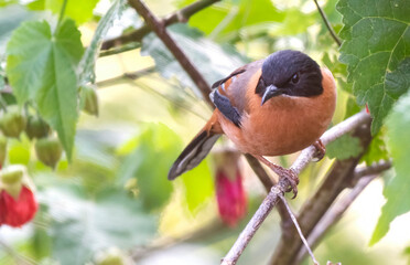 Rufous sibia