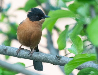 Rufous sibia
