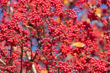 rowan tree with red berry natural beauty background