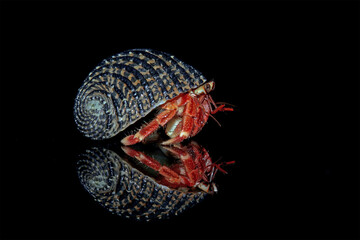 hermit crab on black background with shadow reflection, Coenobita clypeatus, animal closeup