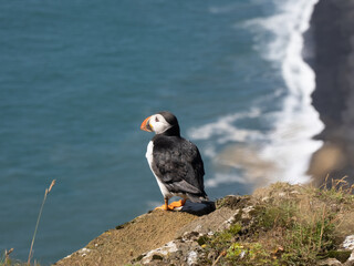 Atlantic puffin on the edge of a cliff overlooking endless black sand beaches near the Dyrh&oacute;laey lighthouse in Southern Iceland