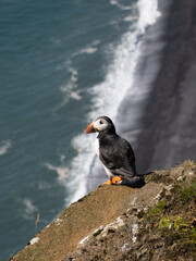 Atlantic puffin on the edge of a cliff overlooking endless black sand beaches near the Dyrhólaey lighthouse in Southern Iceland