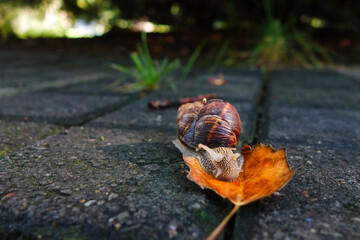 snail on a leaf in the autumn season in a park