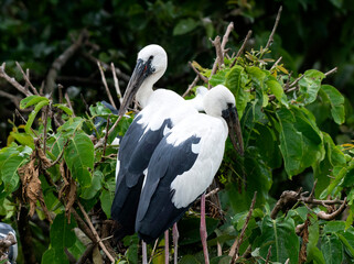 Asian Openbill Storks