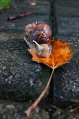 snail on a leaf in the autumn season in a park