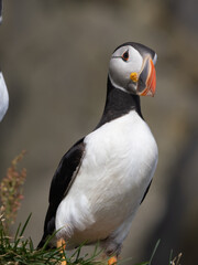 Atlantic puffin colonies on the cliffs along the famous Reynisfjara Black Sand Beach and Dyrhólaey in Southern Iceland
