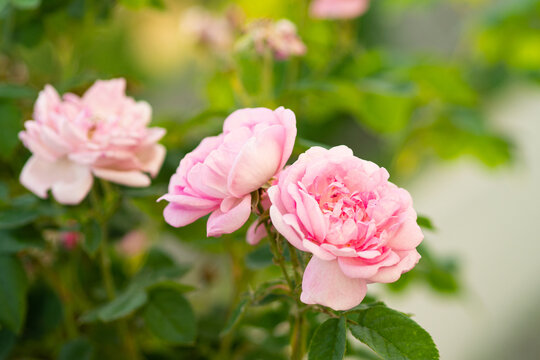 Pink damask rose flowers (rosa damascena). Close up view.