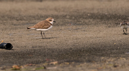 Plover on the beach
