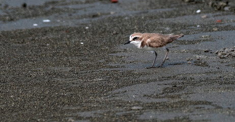 Greater sand plover