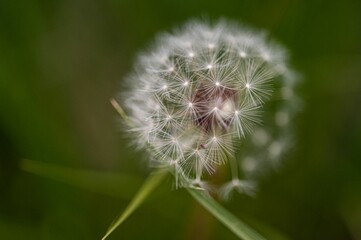 Closeup of a common dandelion in the wild with on a blurry background