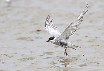 little tern