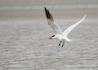 Caspian tern