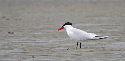 Caspian tern