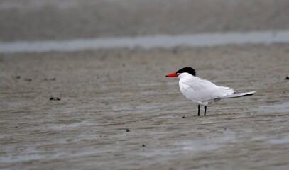 Caspian tern
