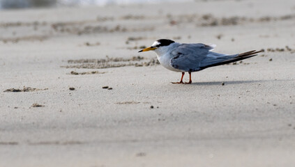 Little tern