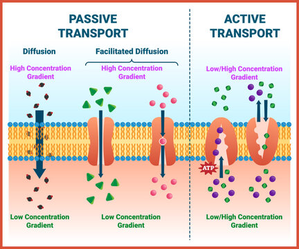 Active Vs Passive Transport Vector Illustration. Molecular Substance Movement