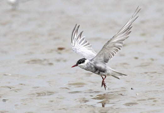 Little Tern