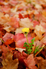 alone flower in maple leaves in autumn foliage background