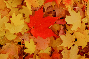 maple leaves autumn foliage background