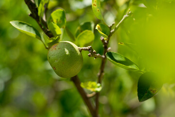 That lemon on the tree in a natural farming garden.