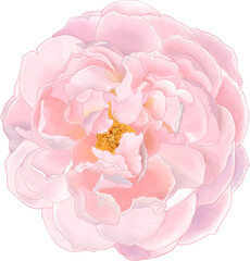 Digital watercolor painting of top view Light pink rose. complicate petal of beautiful and odor flower. Good for graphic design elements illustraDigital watercolor painting of top view Light pink rose
