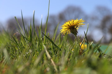 Löwenzahnblüte im Gras vor blauem Himmel