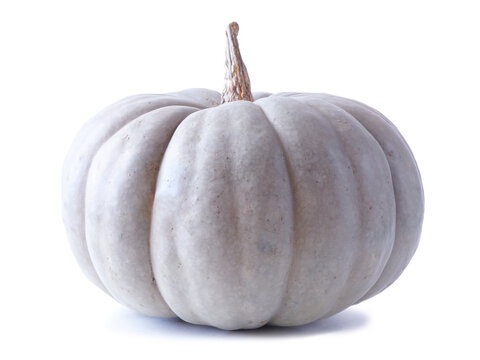 Blue green autumn pumpkin isolated on a white background. Queensland Blue variety.