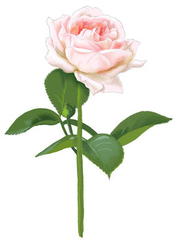 Light pink rose with leaf and stalk. Digital watercolor painting style illustration for decorations or graphic design such as template.