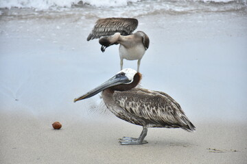 Brown pelicans prowl the shore of the beach in search of food on the boardwalk in Puerto Vallarta....