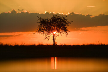 sunrise over the alone tree