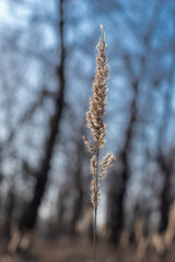 small flower in macro photography
