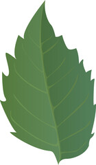 Green Leaf with sharp edges in realistic style. Autumn leaf. Colorful PNG illustration isolated on transparent background.