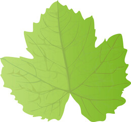 Grape Leaf in realistic style. Autumn leaf. Colorful PNG illustration isolated on transparent background.