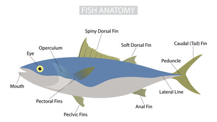 illustration of biology and animals, morphology of fish,  fish body is composed mainly of a large lateral muscle on each side of the backbone, External Anatomy - obrazy, fototapety, plakaty