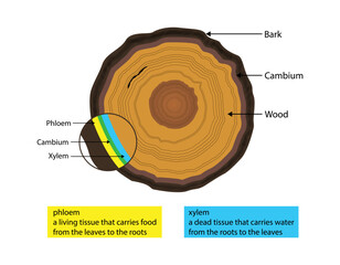 illustration of biology and plant kingdom, layer of wood, cambium layer lies between the outer bark and inner bark of a tree, Cross section of a tree  - obrazy, fototapety, plakaty