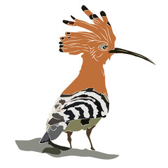 It's a beautiful common hoopoe  picture.