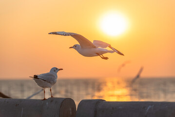 Picture of a seagull at Bang Pu, Samut Prakan, Thailand, flying in search of food. and stood there looking for food during sunset